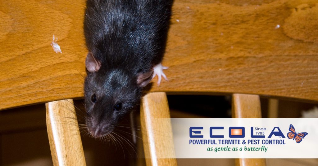 Ecola Termite & Pest Control Rat on Chair