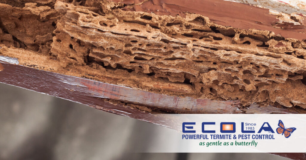 Ecola Termite & Pest Control Damage Detail