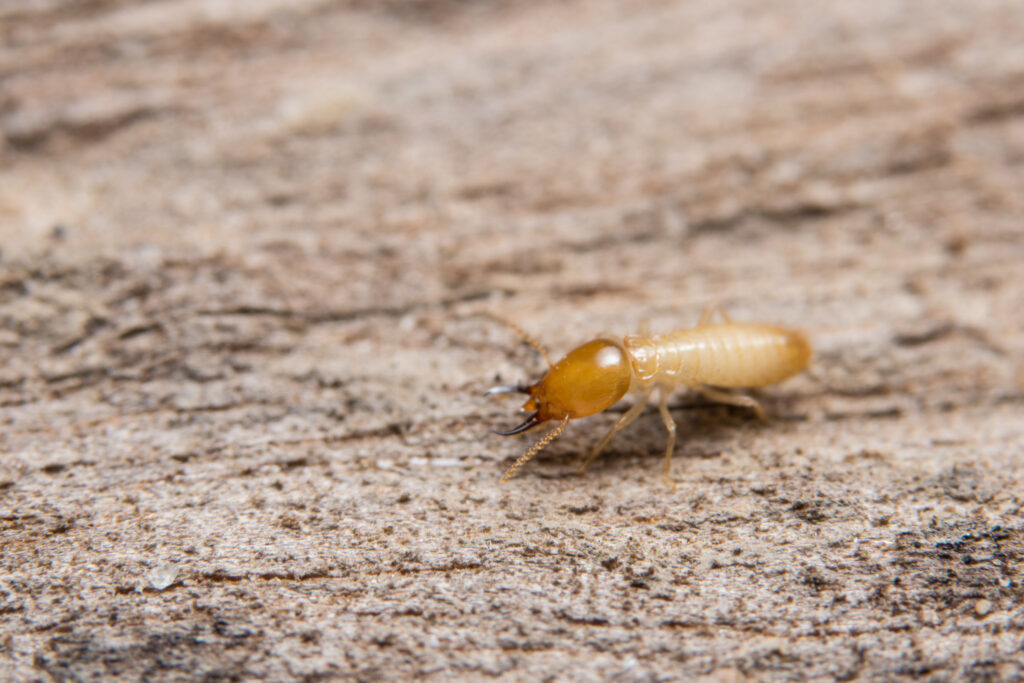 termite, termite control
