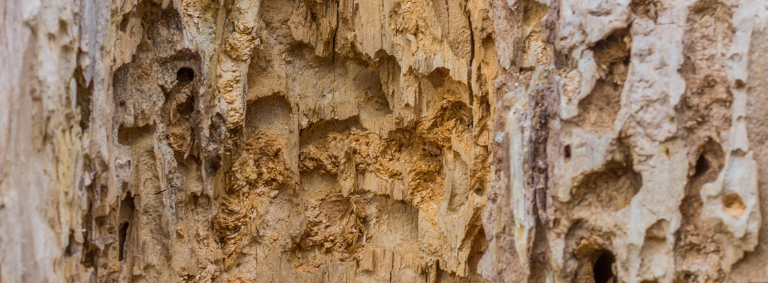 Subterranean Bait from Ecola Termite & Pest Control
